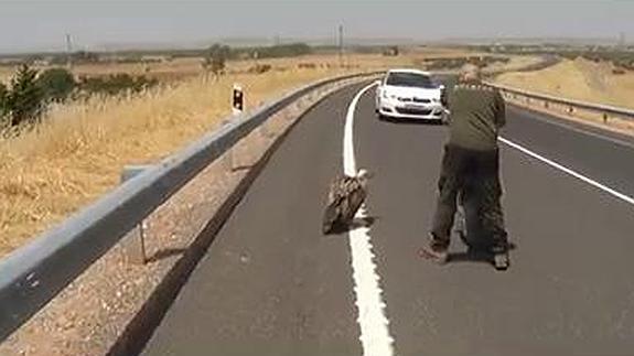 Se baja del coche y salva la vida de un buitre leonado en plena autovía