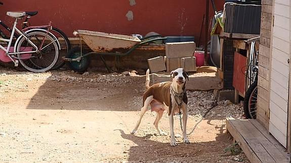 Un perro ataca y muerde en la cara a una niña de 3 años