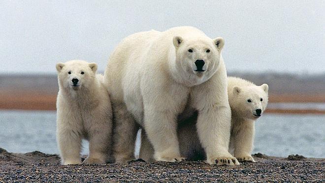 El cambio climático pone en jaque al oso polar