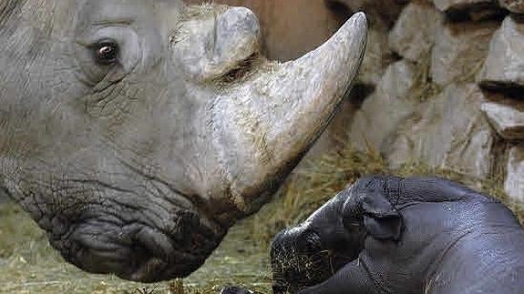 La venta de cuernos de rinoceronte vuelve a ser legal en Sudáfrica