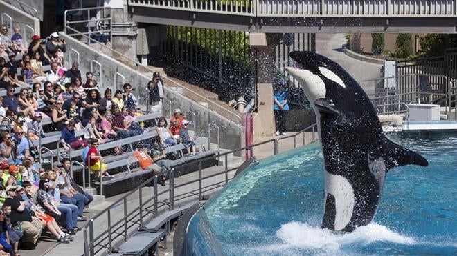 SeaWorld dejará de usar orcas en sus espectáculos acuáticos