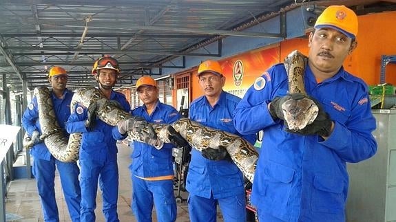 Hallan en Malasia una pitón gigante de 250 kilos y 7,5 metros de largo