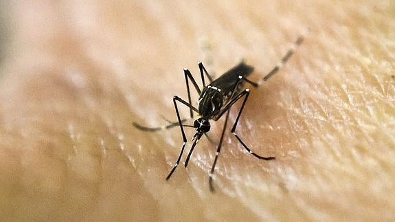 La OMS considera posible un «aumento significativo» de número de casos de zika