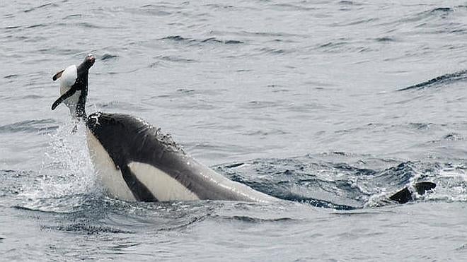 Las orcas conquistaron los mares tan rápido como los humanos la tierra