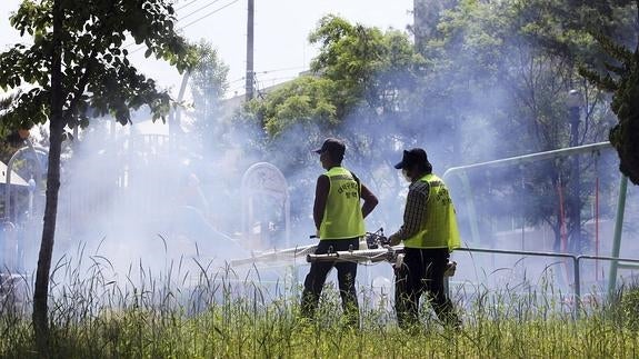 ¿Por qué el zika puede amenazar los Juegos de Río?