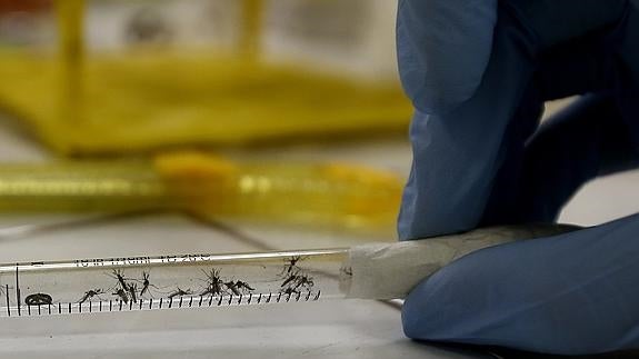 Segundo caso en España de malformación fetal asociada al zika