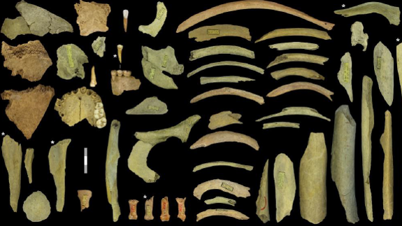 Descubren la primera evidencia de canibalismo en neandertales del norte de Europa