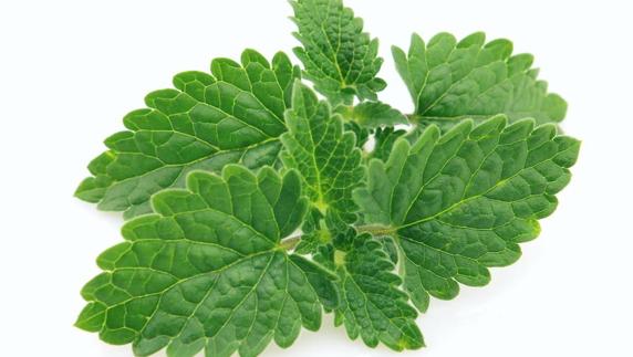 Remedios naturales contra el herpes labial