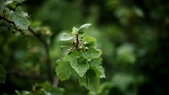 Remedios naturales contra las molestias reumáticas