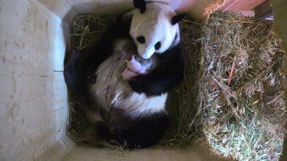 Una panda da a luz gemelos en el zoo de Viena