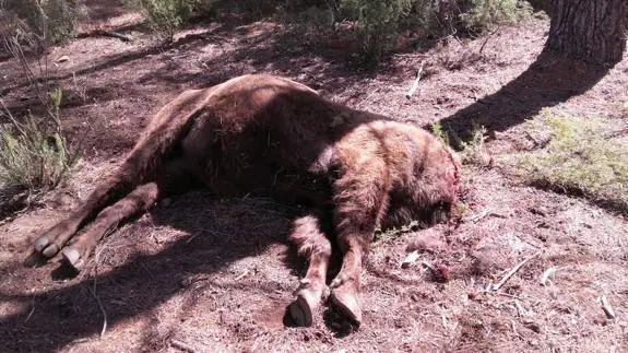 Hallan decapitado al principal bisonte de la reserva valenciana de Valdeserrillas