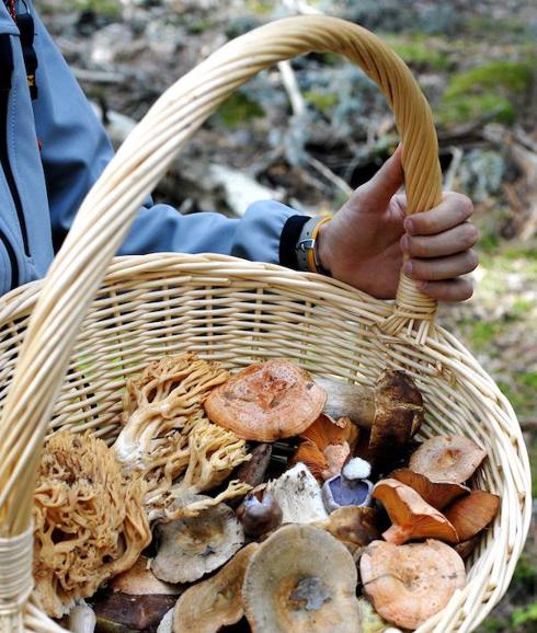 Una app ayuda a diagnosticar y tratar la intoxicación por hongos