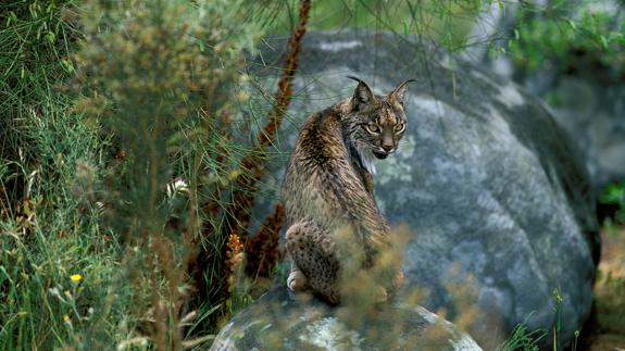 El lince ibérico, una de las especies con menor diversidad genética del mundo