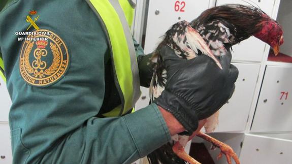 Ocho detenidos por organizar peleas de gallos en Valencia