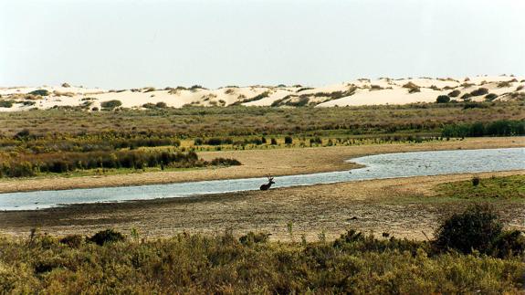 El Gobierno subvenciona el gaseoducto de Doñana mientras insiste en que el parque preserva su valor natural