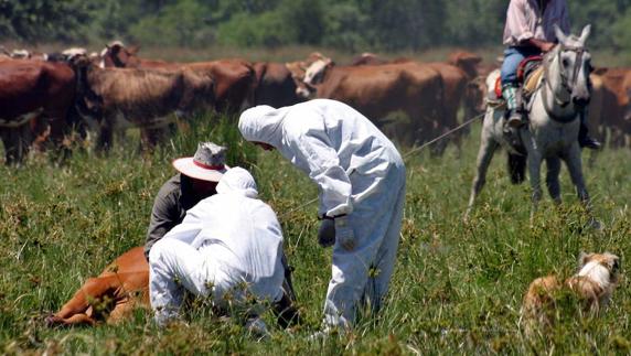 EEUU reabre la importación de carne bovina de Francia por primera vez desde las 'vacas locas'