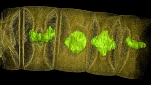 Descubren un fósil de planta de 1.600 millones de años, el más antiguo conocido