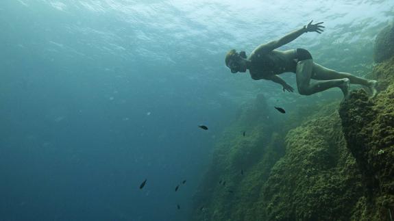 El Mediterráneo ha perdido un 34% de sus peces y un 41% de focas desde 1950