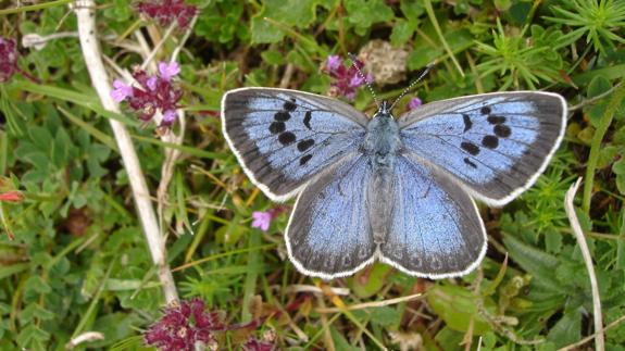 Declaran culpable a un británico por matar a dos mariposas protegidas