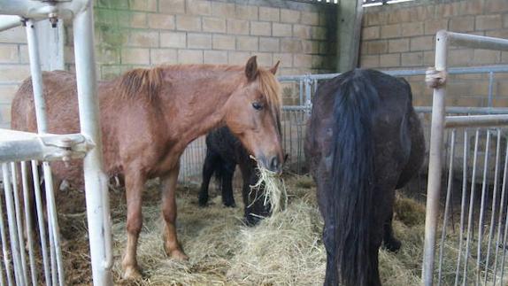 Prisión para ocho personas por comercializar carne de caballo no apta