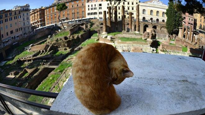 Los gatos tienen 9.000 años