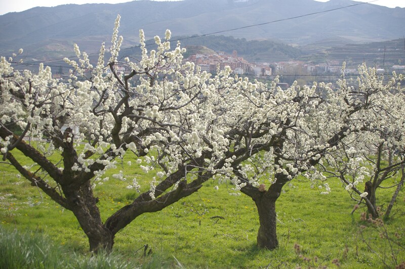 Los ciruelos en flor lucen espectaculares en el Valle de Iregua | La Rioja