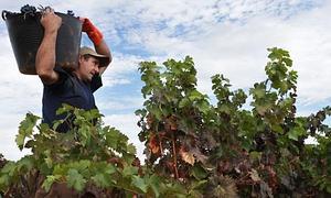 Viticultores contra los precios de la uva