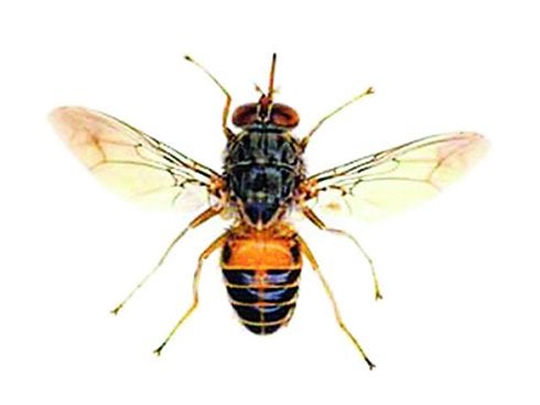 la mosca africana la mosca africana