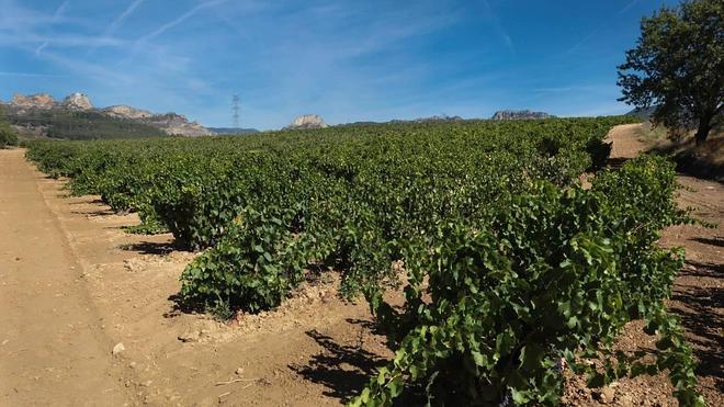 La candidatura del viñedo riojano, "en buen punto", según Pérez Pastor