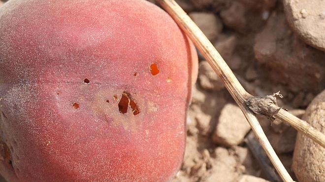 Aviso sobre la presencia en La Rioja de la 'mosca de la fruta'