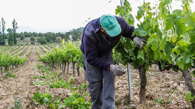 El sector vinícola ha registrado 540 accidentes laborales en los últimos 5 años