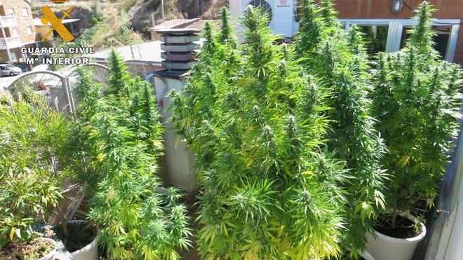 Detenido por el cultivo de diez plantas de marihuana en su terraza de Nalda