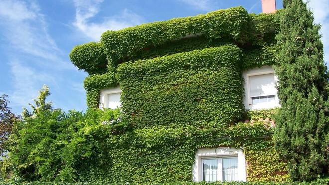 Casas riojanas 'tapizadas' de hojas