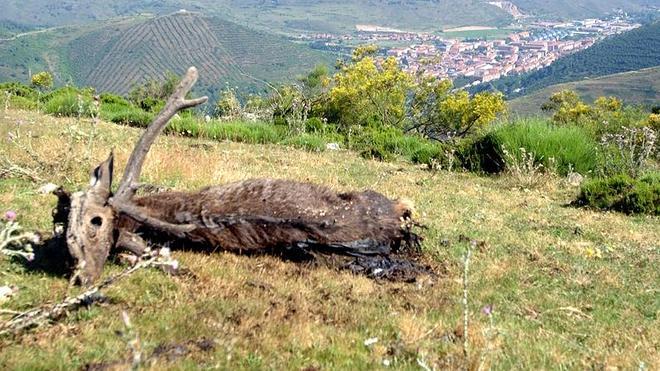 Mueren de sarna 560 ciervos en La Rioja en los últimos cinco años