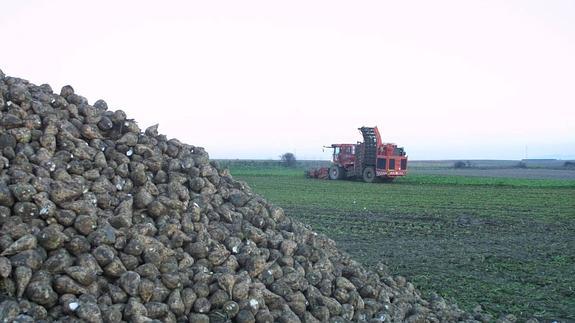 390 euros por hectárea de remolacha