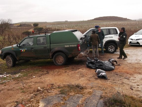 Mueren envenenados en Haro tres ovejas, un perro mastín y 4 buitres