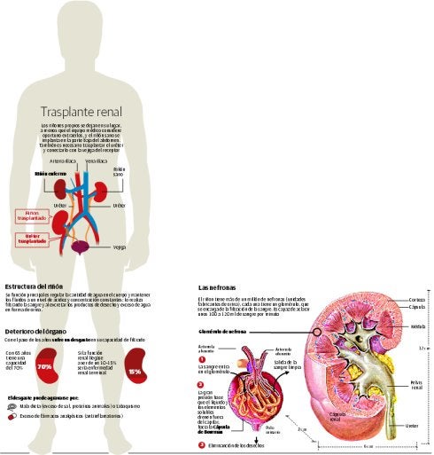 Los expertos alertan de la dimensión de epidemia de las enfermedades renales