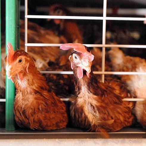 ¿Cuál es el pueblo con más gallinas de La Rioja?