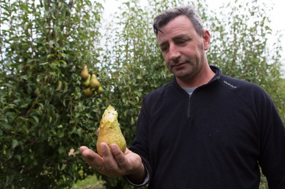 El granizo arrasó 500 hectáreas de fruta en Nalda y algo menos en Albelda