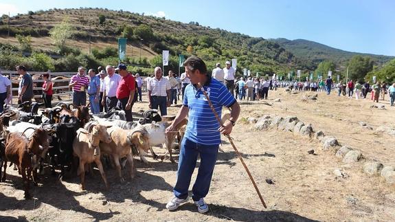 La Feria de Ganadería vuelve a Villoslada el viernes con 2.195 reses