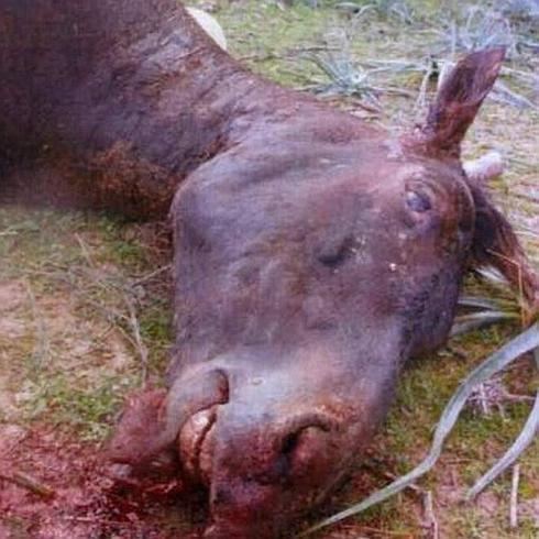 Primer encarcelado en España por maltrato animal tras matar a palos a su caballo