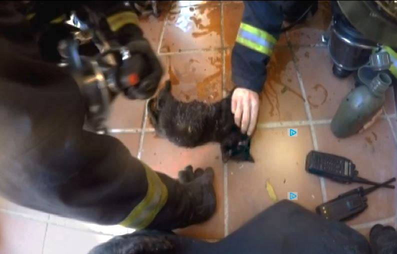 Los Bomberos de Torremolinos reaniman a varios gatitos tras un incendio en una vivienda