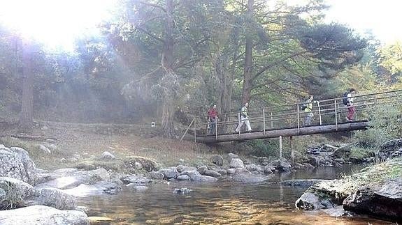 El bosque que cuenta historias