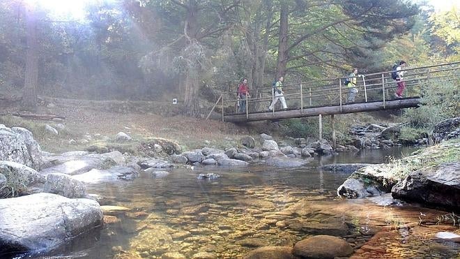 El bosque que cuenta historias