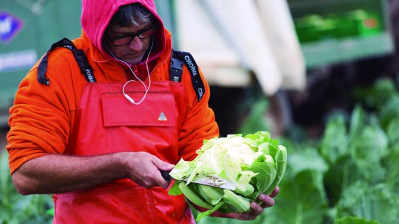 La coliflor riojana inunda Mercadona
