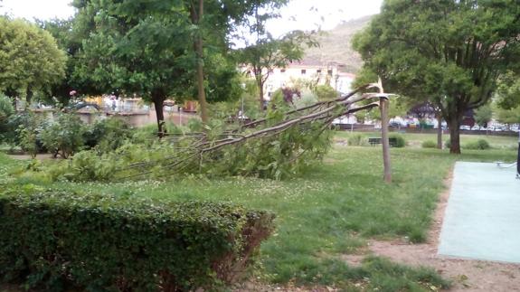 El viento parte un árbol cerca del Hogar de Mayores de Nájera