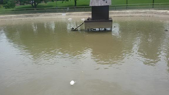 Ni un polluelo de cisne en San Miguel