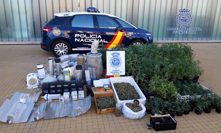 Desmanteladas dos plantaciones de marihuana en Lardero y Viguera