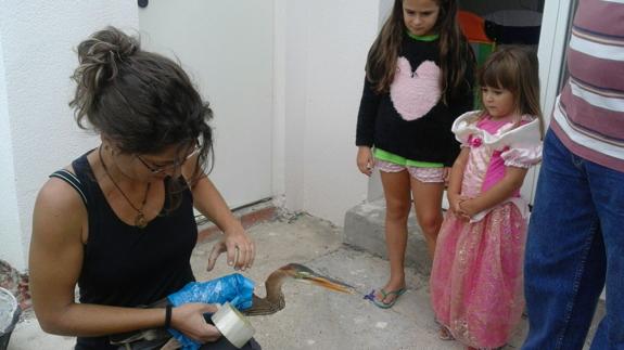 Una garza imperial en la piscina