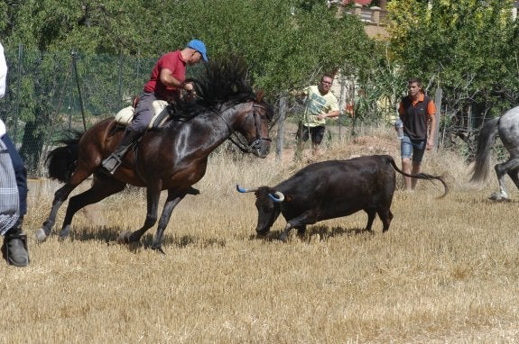 Las vacas llegaron a Valverde